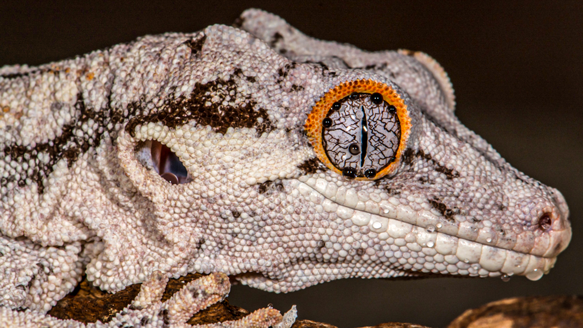 Gargoyle Gecko