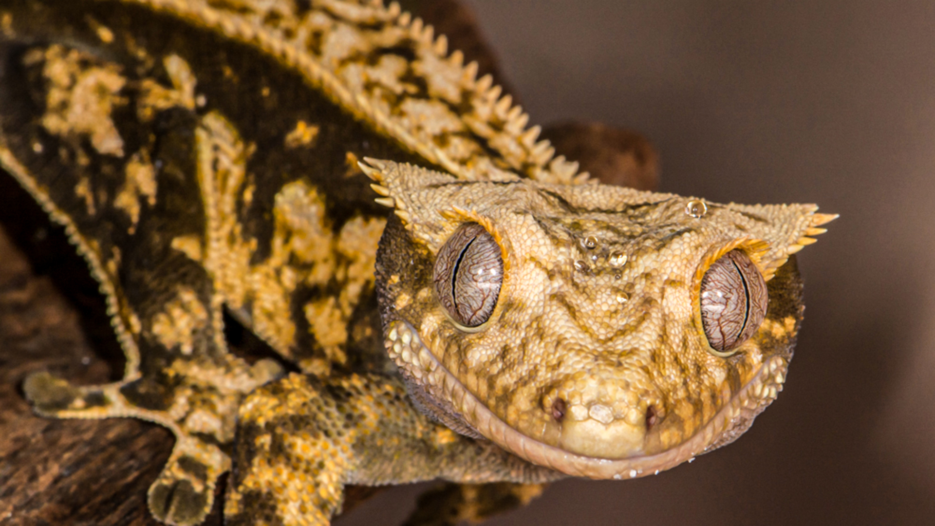 Crested Gecko
