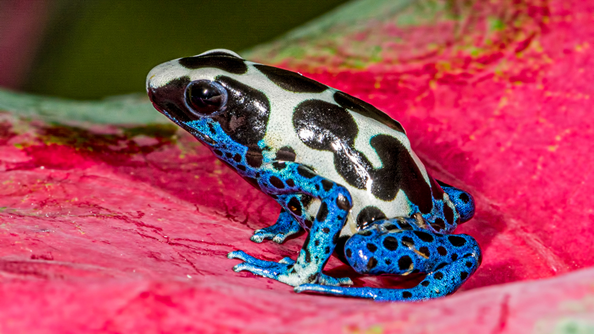 Green and Black Poison Dart Frog