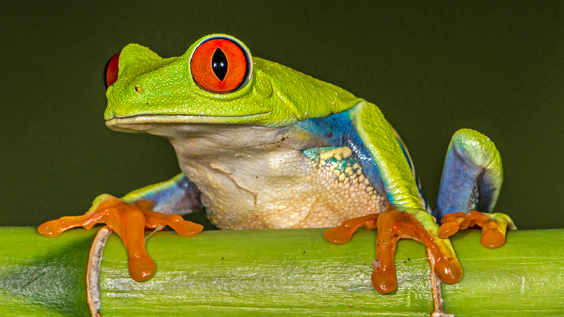 Red-Eyed Tree Frog