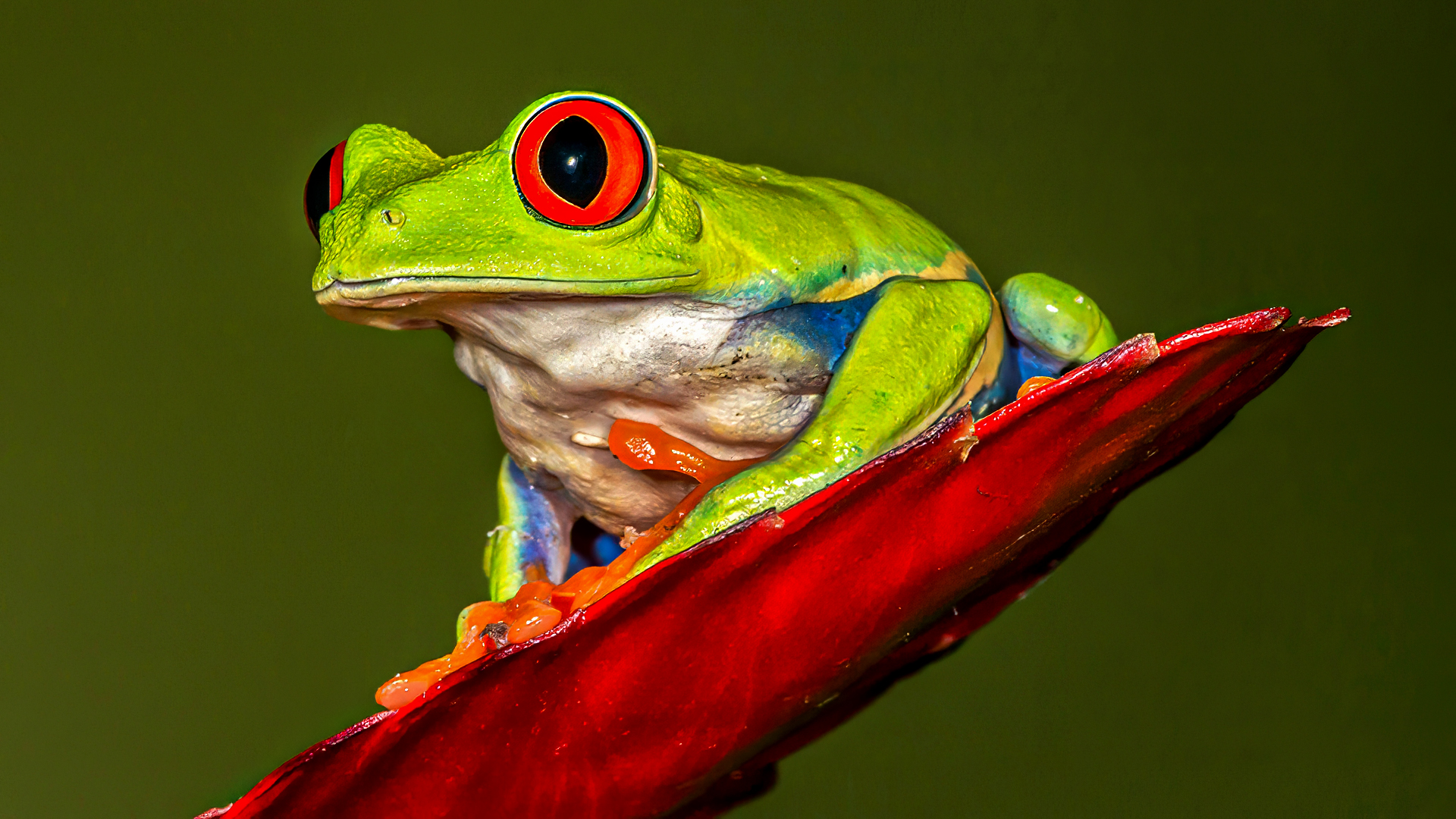 Red-Eyed Tree Frog