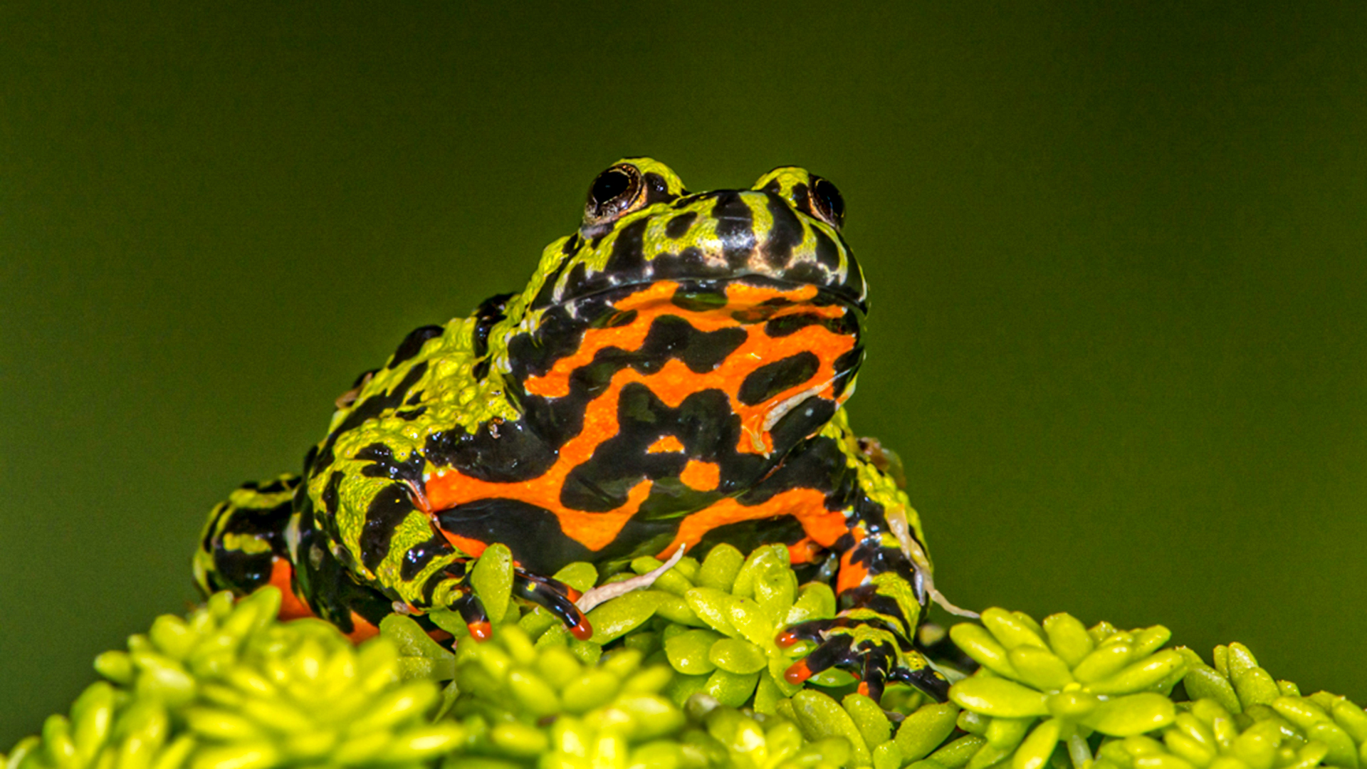 Oriental Fire-Bellied Toad