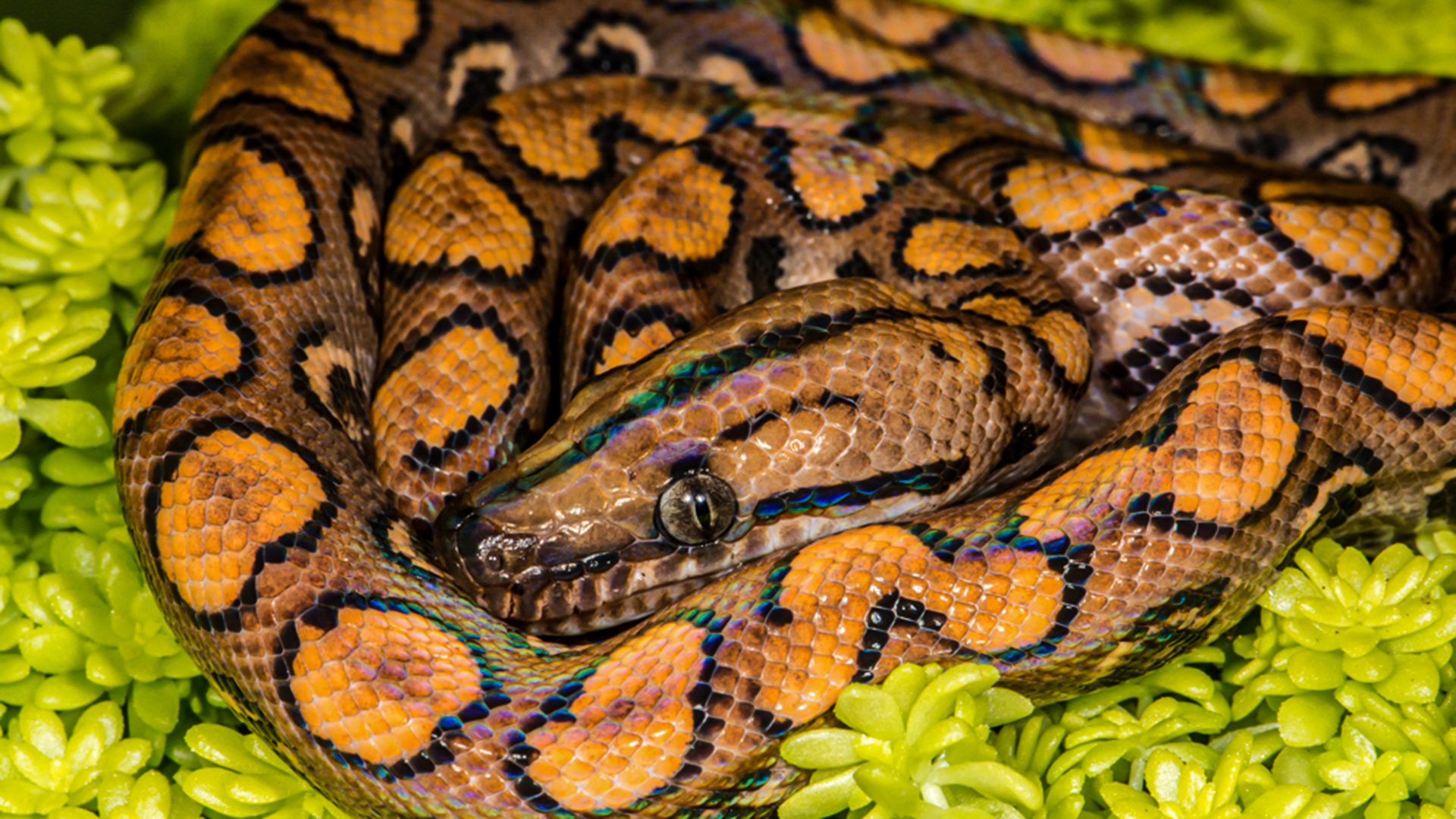 Brazilian Rainbow Boa