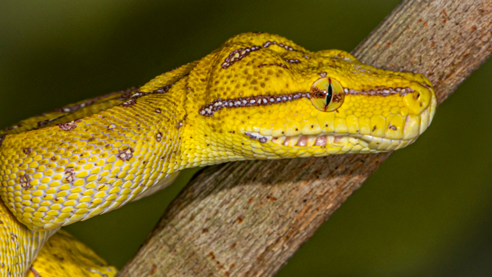 Green Tree Python