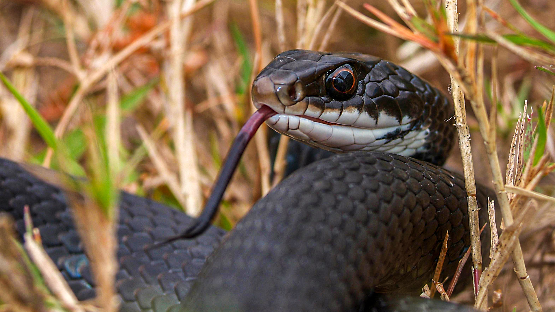 Black Racer
