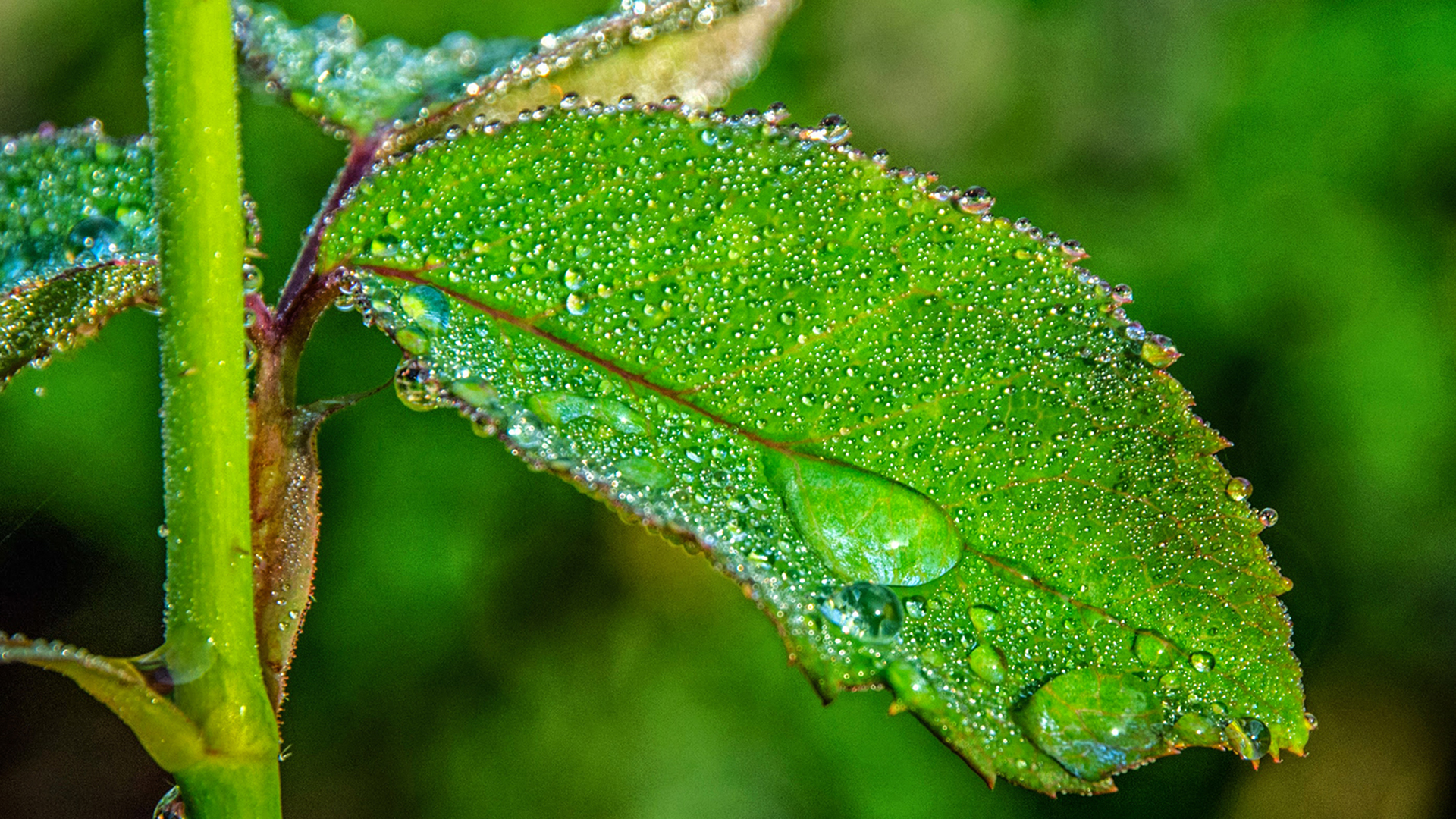 Dew on Rose Leaf