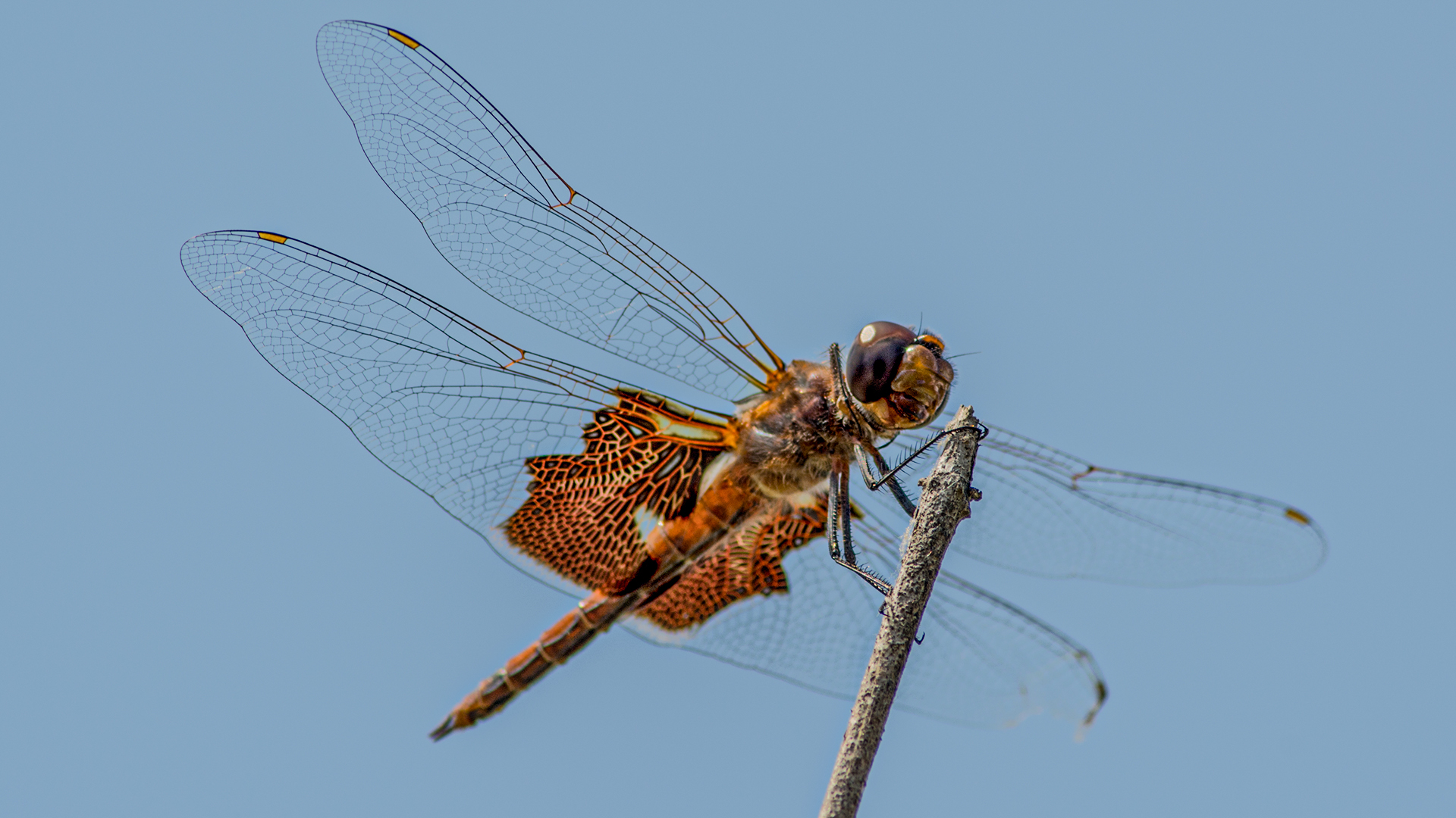 Dragonfly