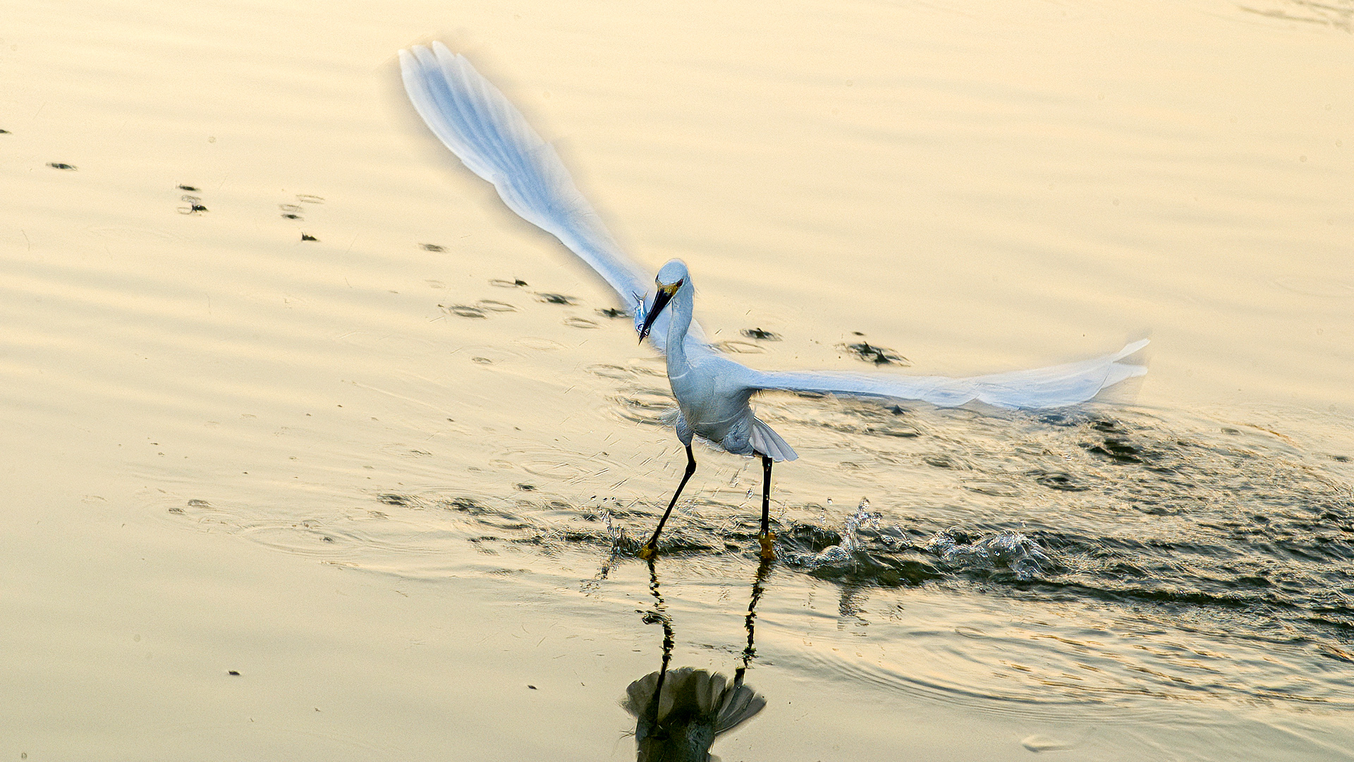 Snowy Egret