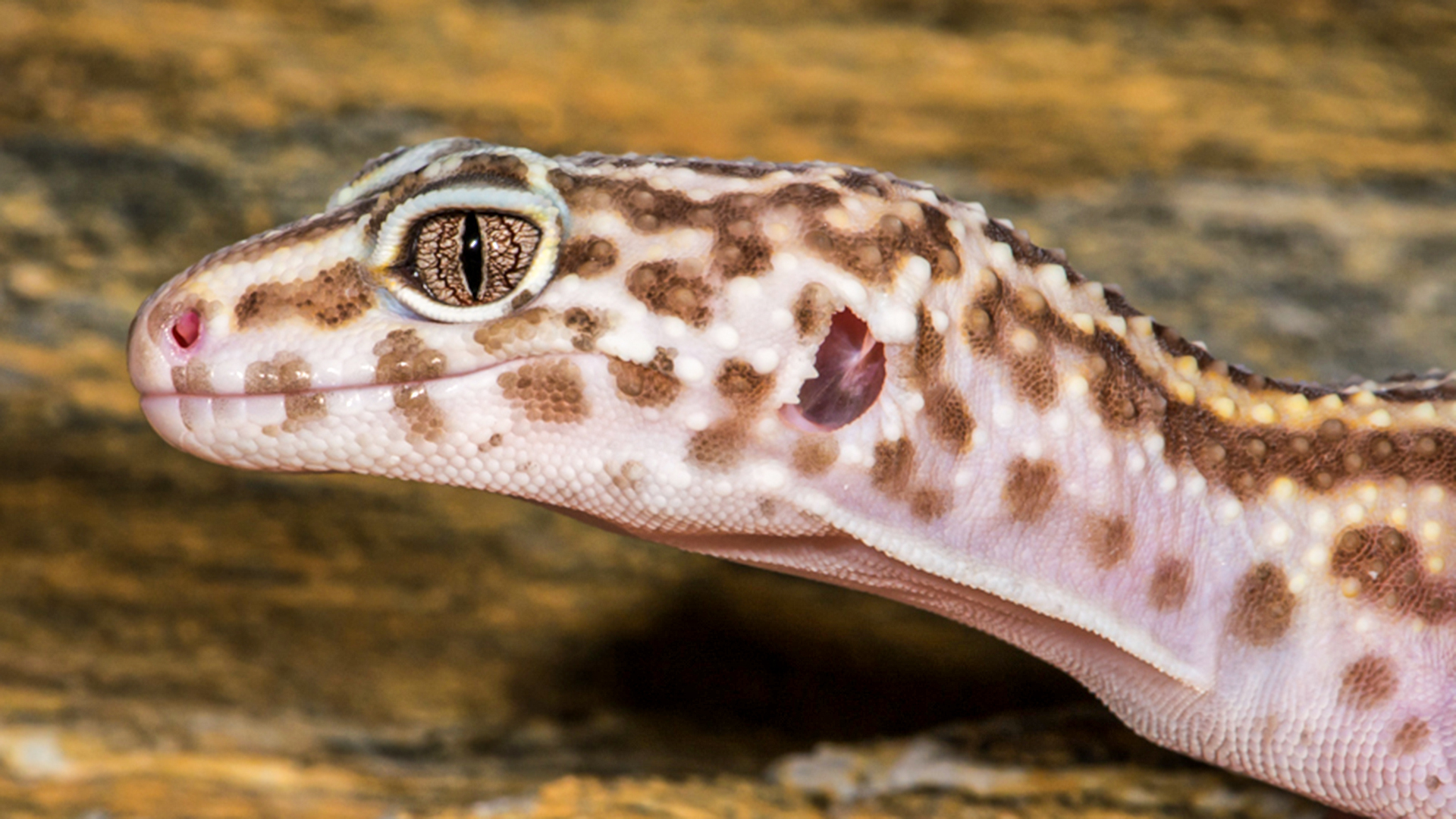 Leopard Gecko