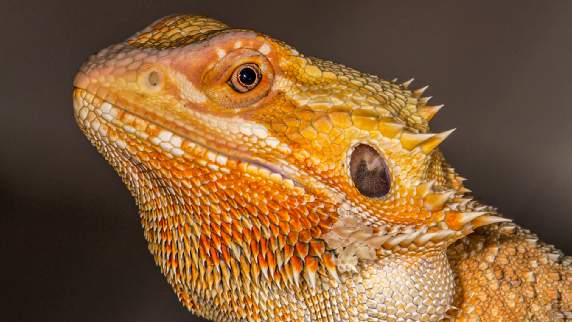 Bearded Dragon