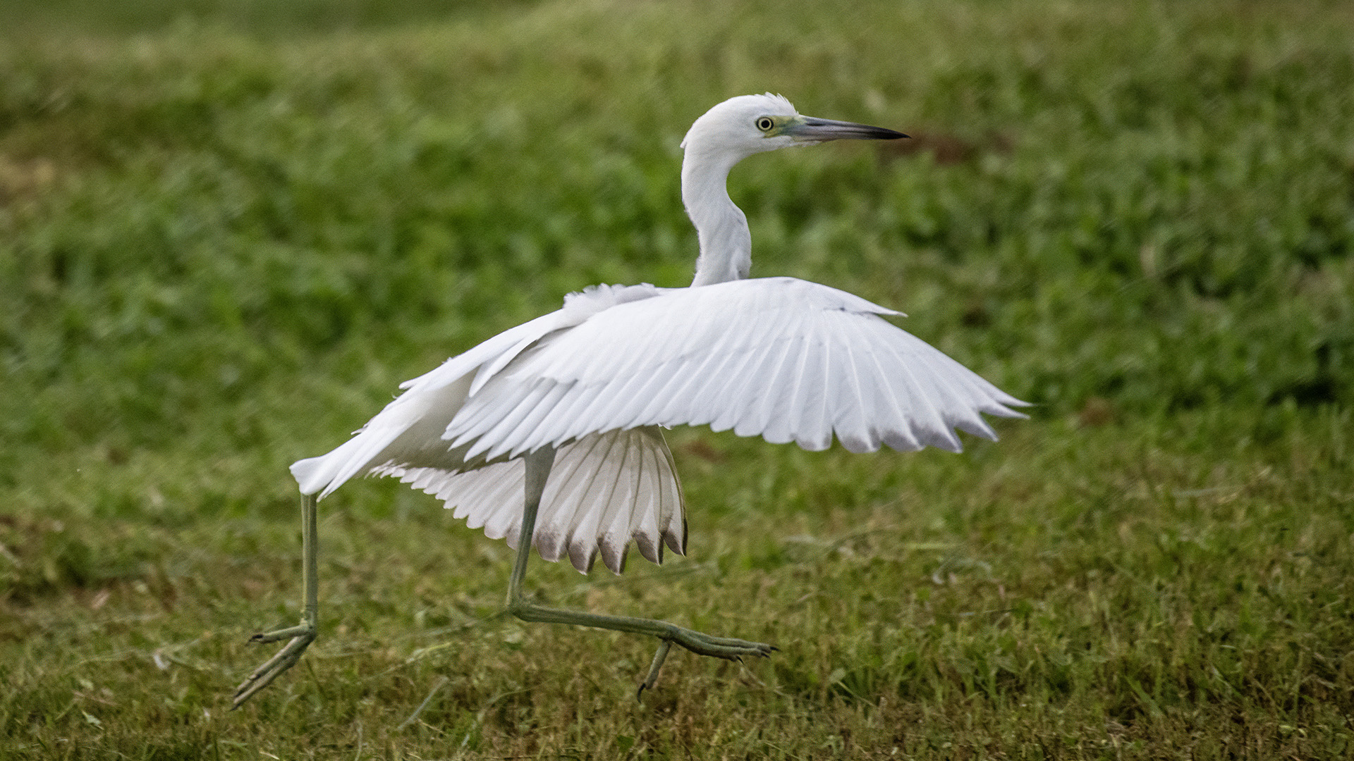 Snowy Egret