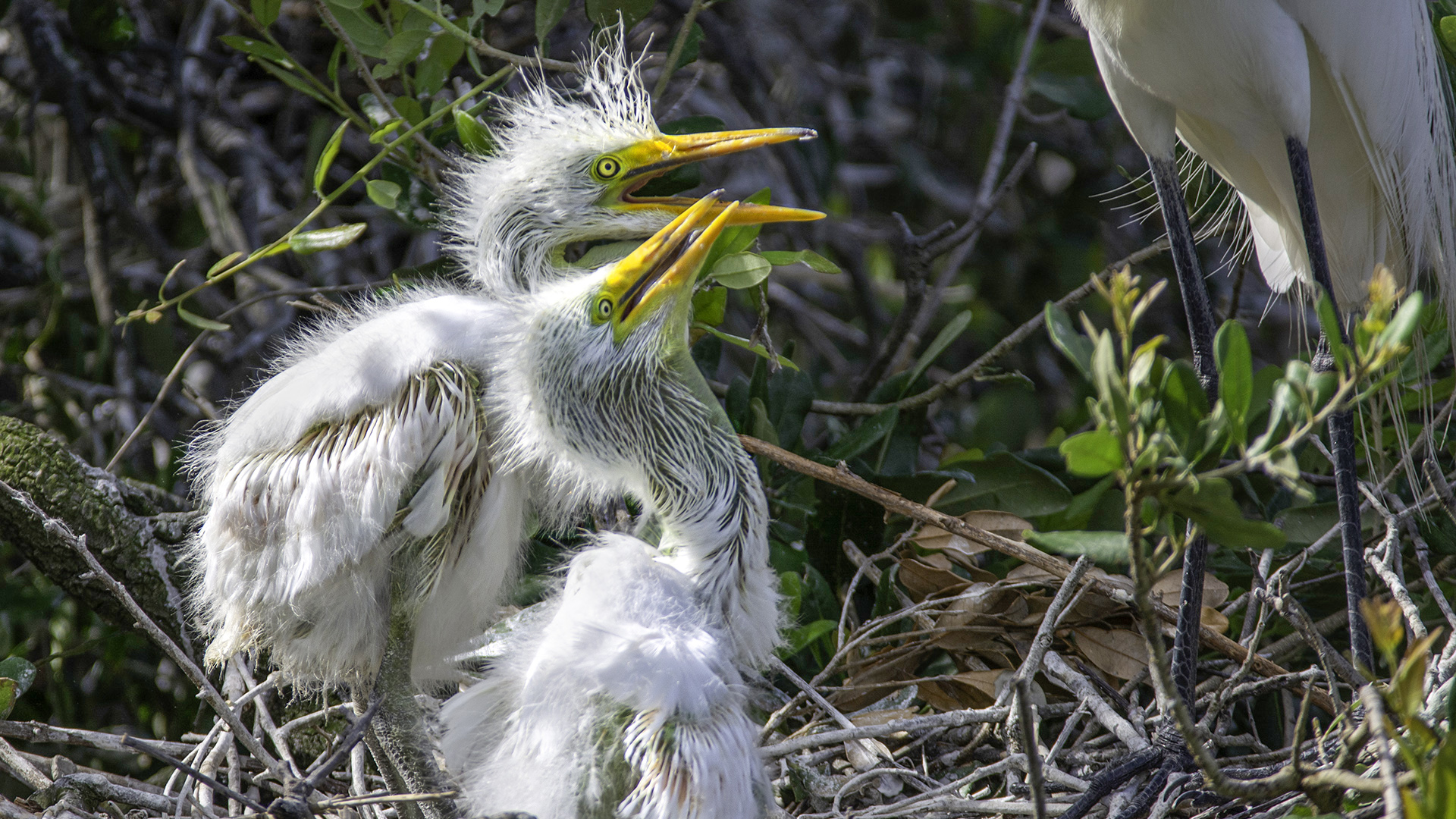 Great Egret