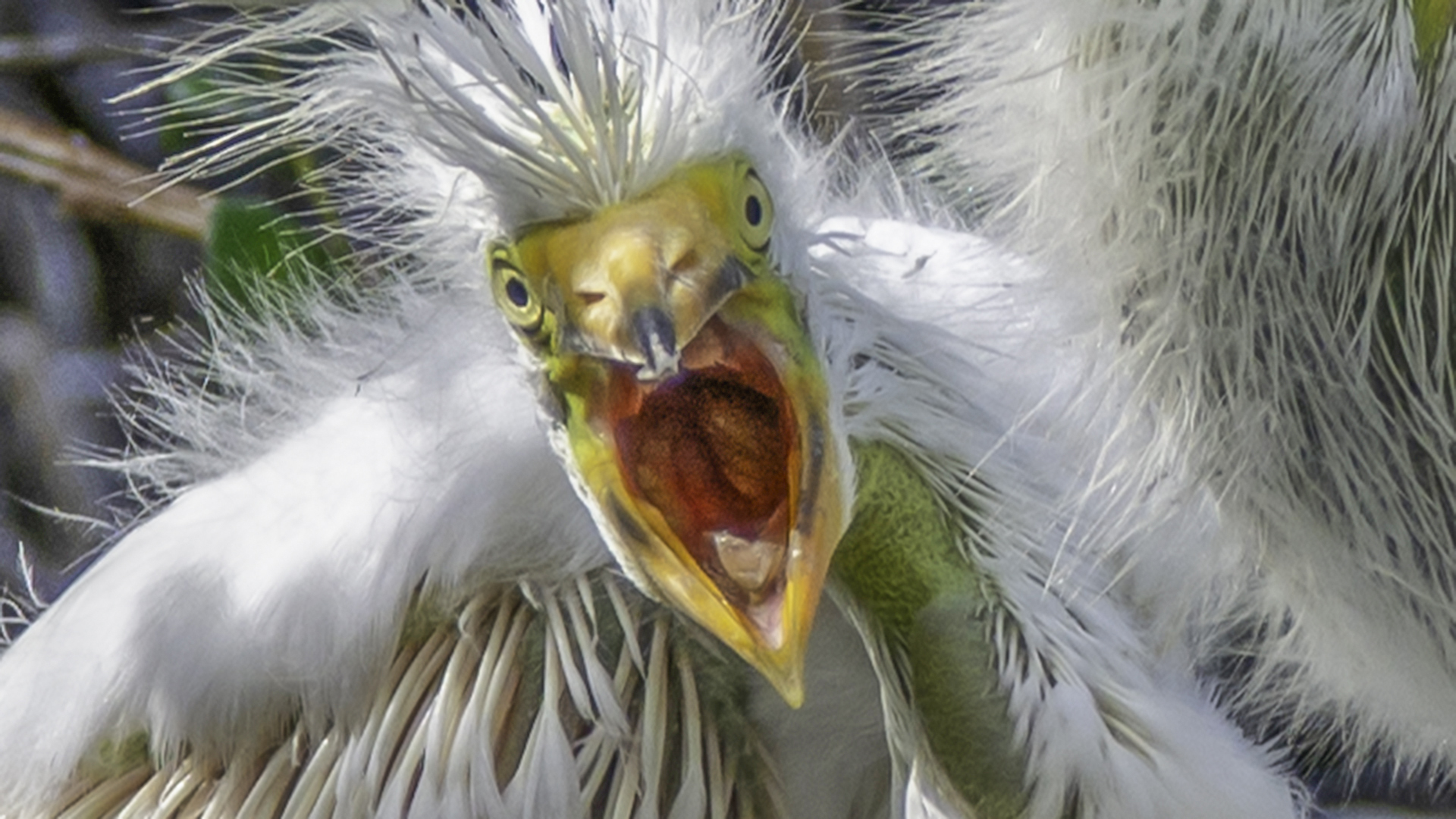 Great Egret