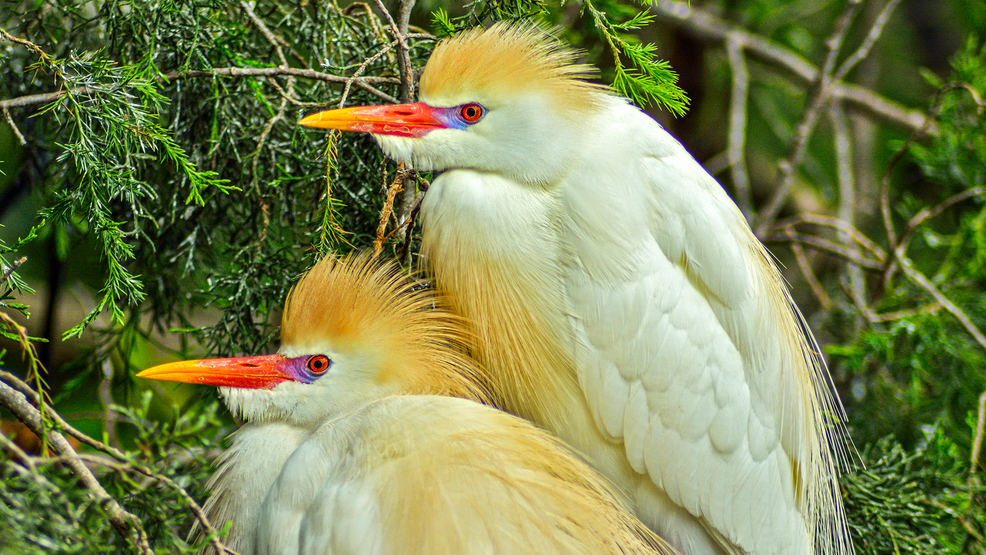 Western Cattle Egret