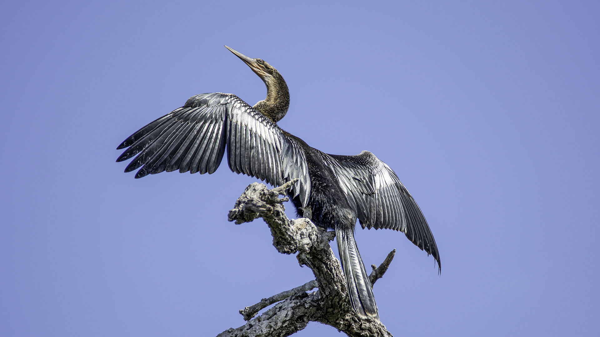 Anhinga