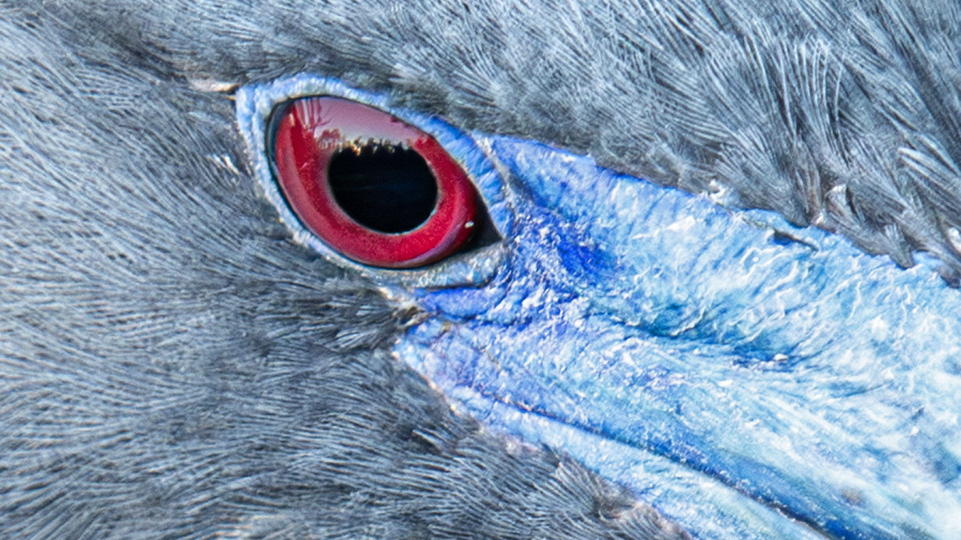 Tricolored Heron