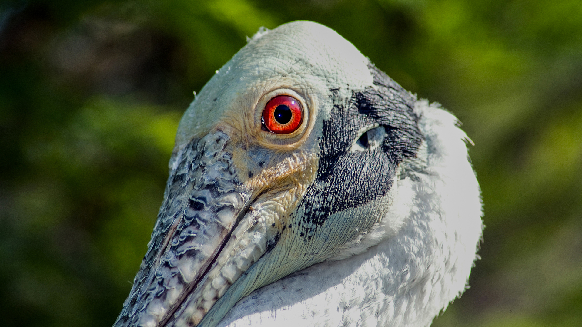 Roseate Spoonbill