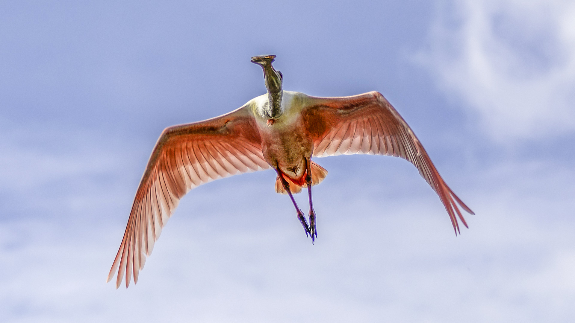 Roseate Spoonbill