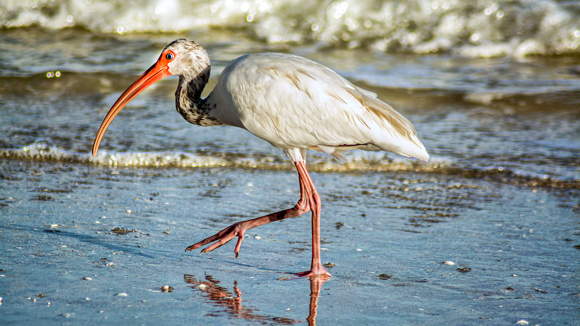 White Ibis