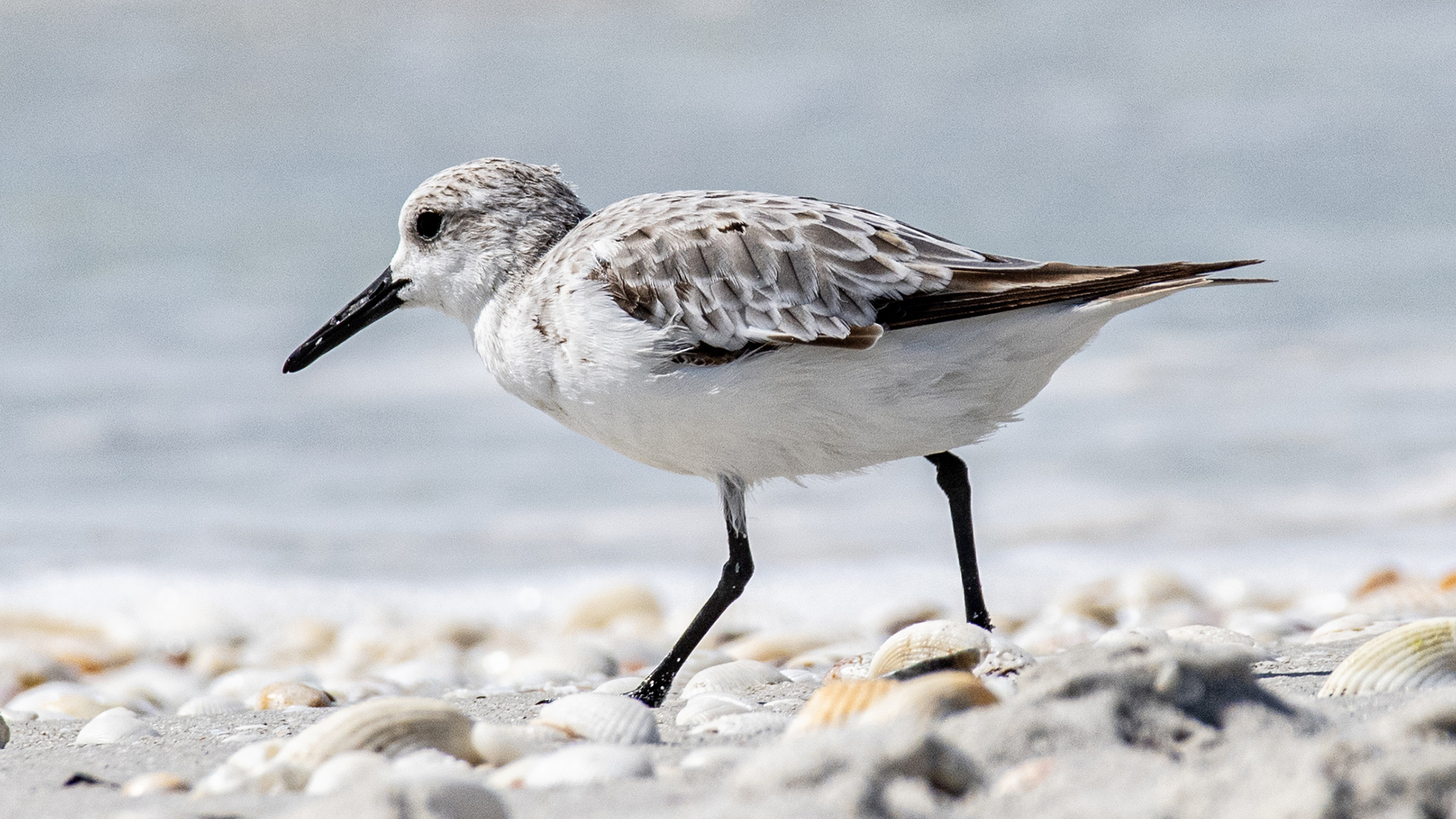 Sanderling