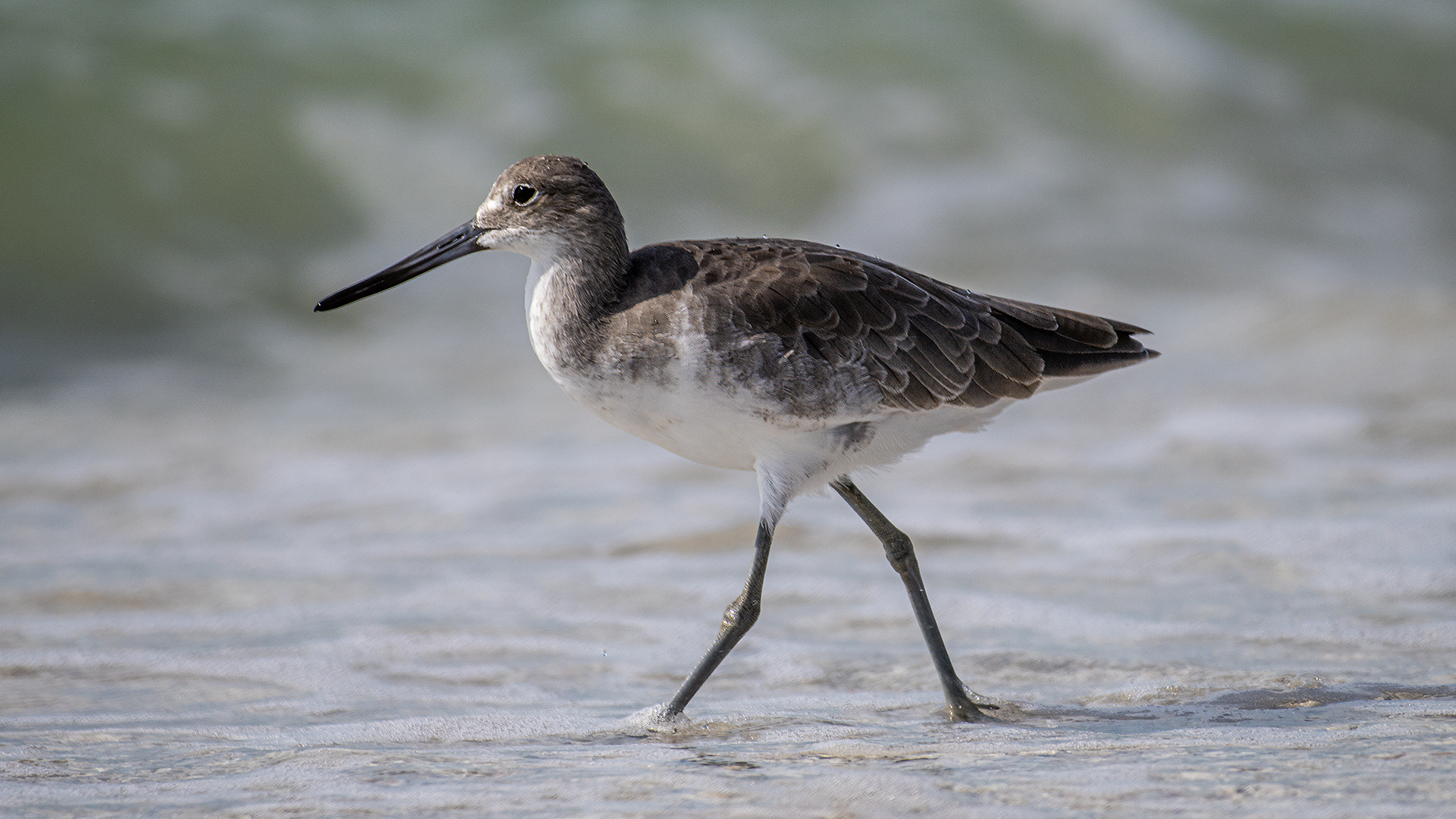 Willet