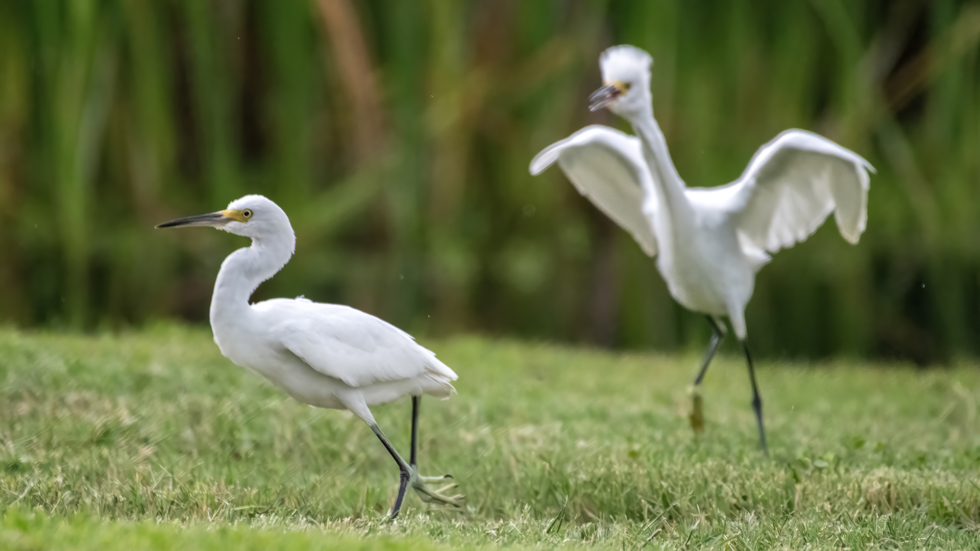 Snowy Egret