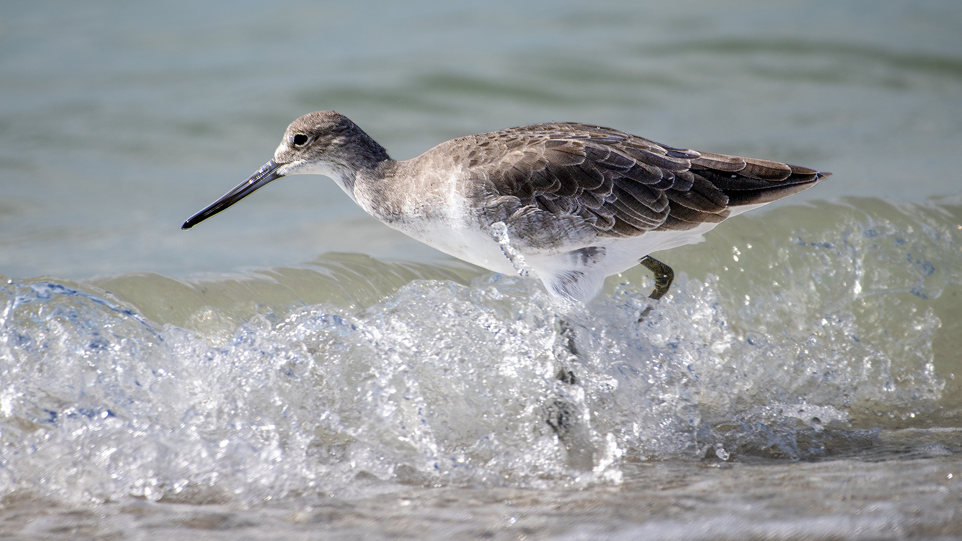 Willet