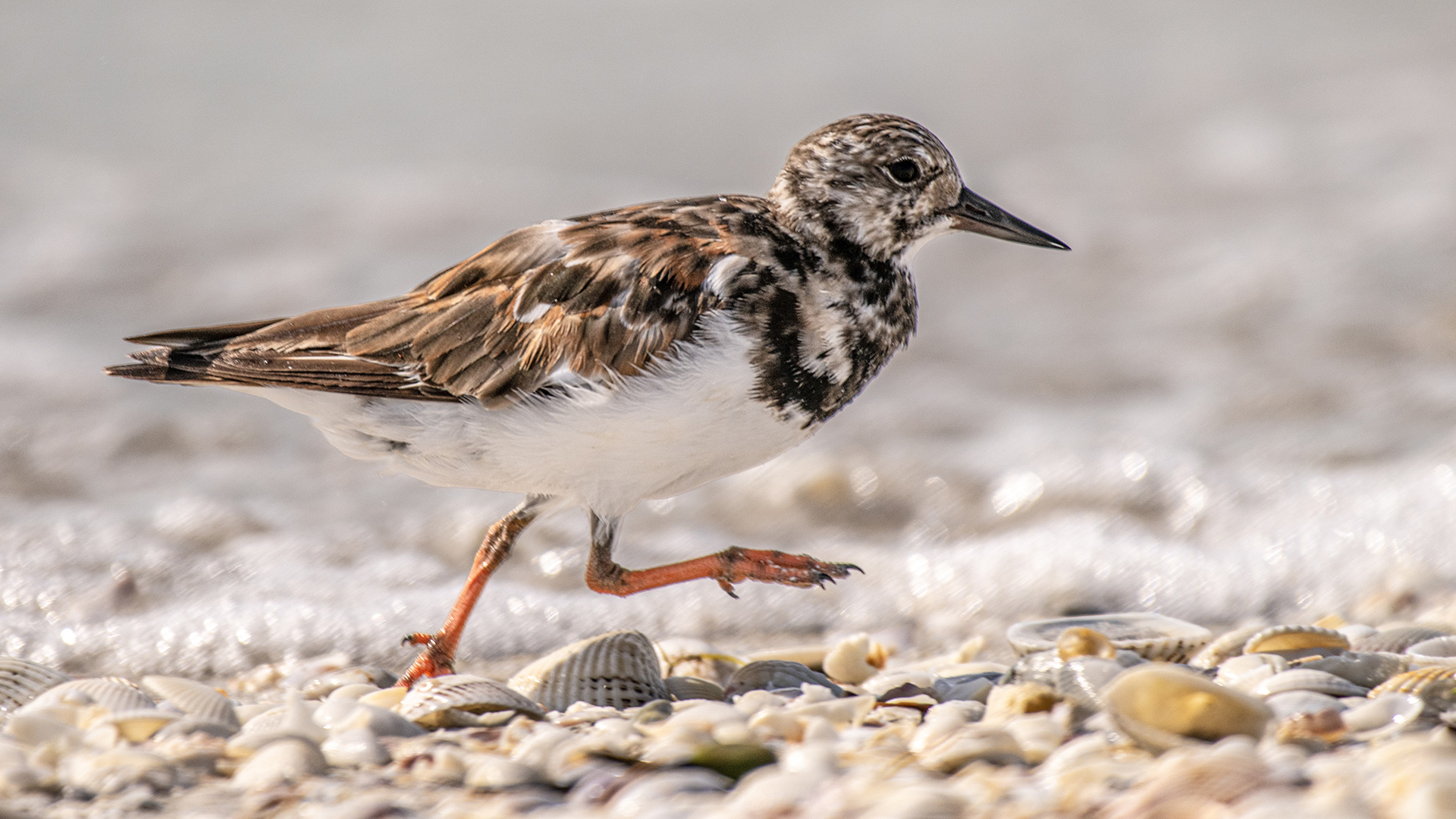 Ruddy Turnstone