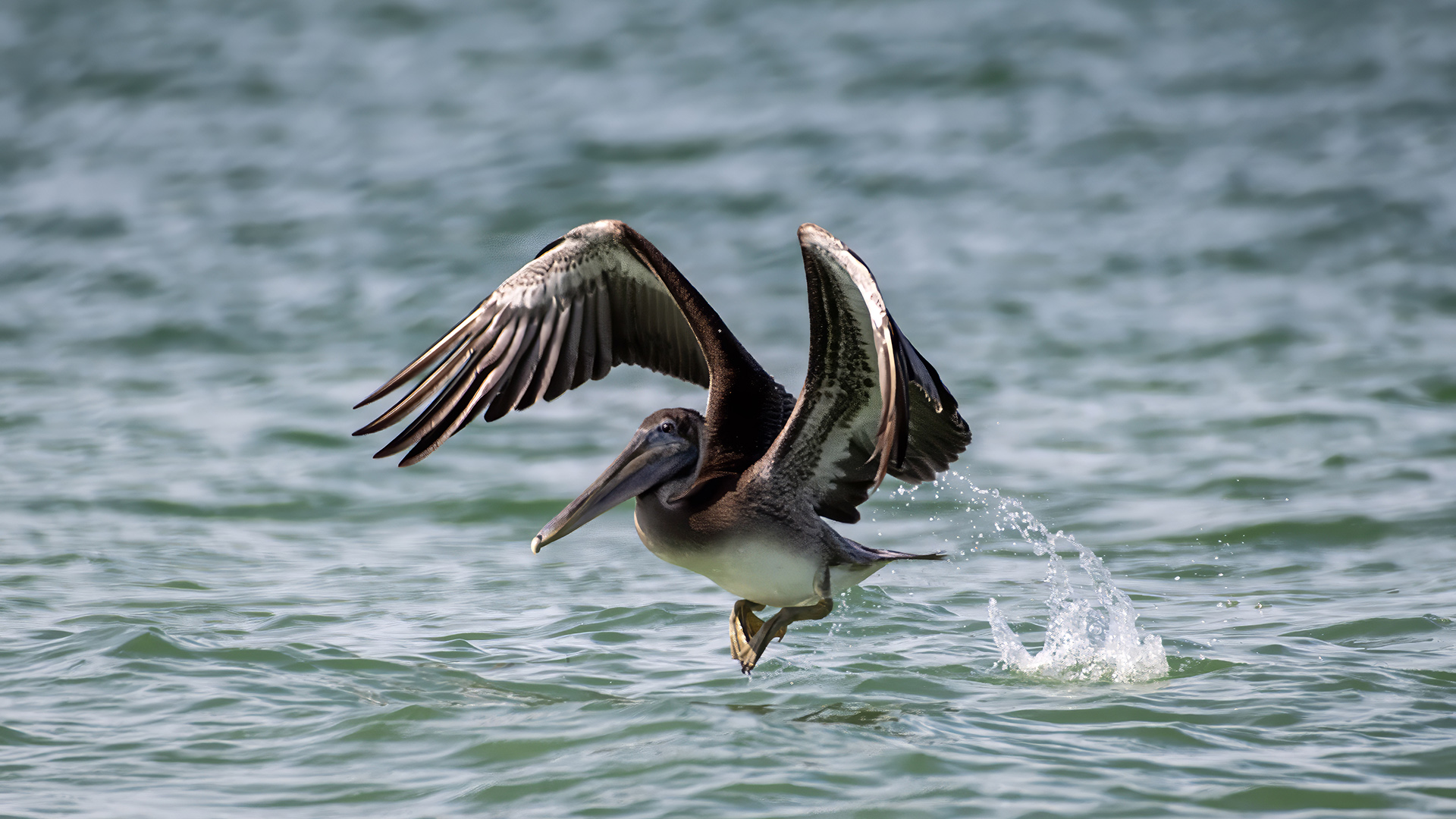 Brown Pelican