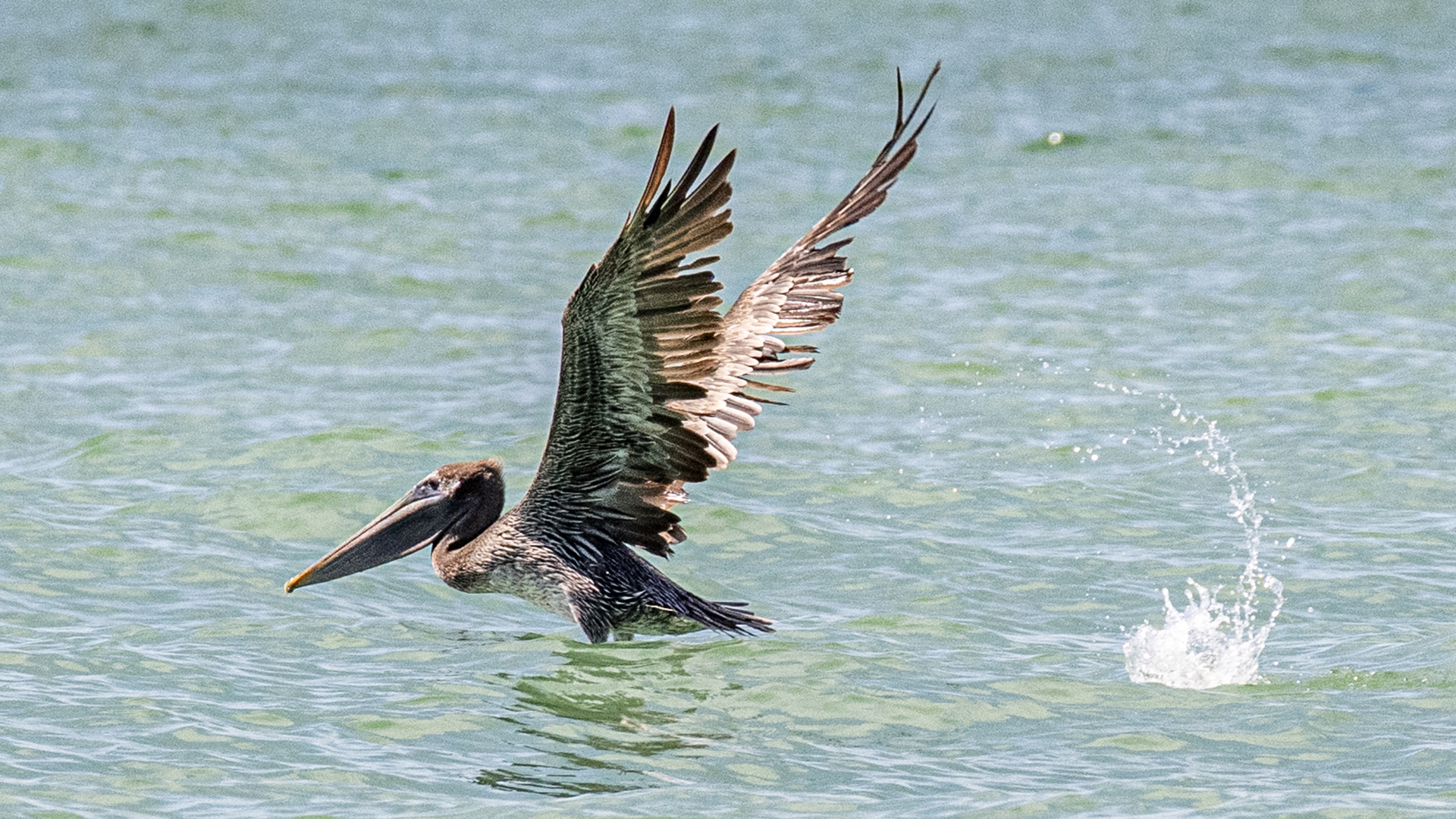 Brown Pelican
