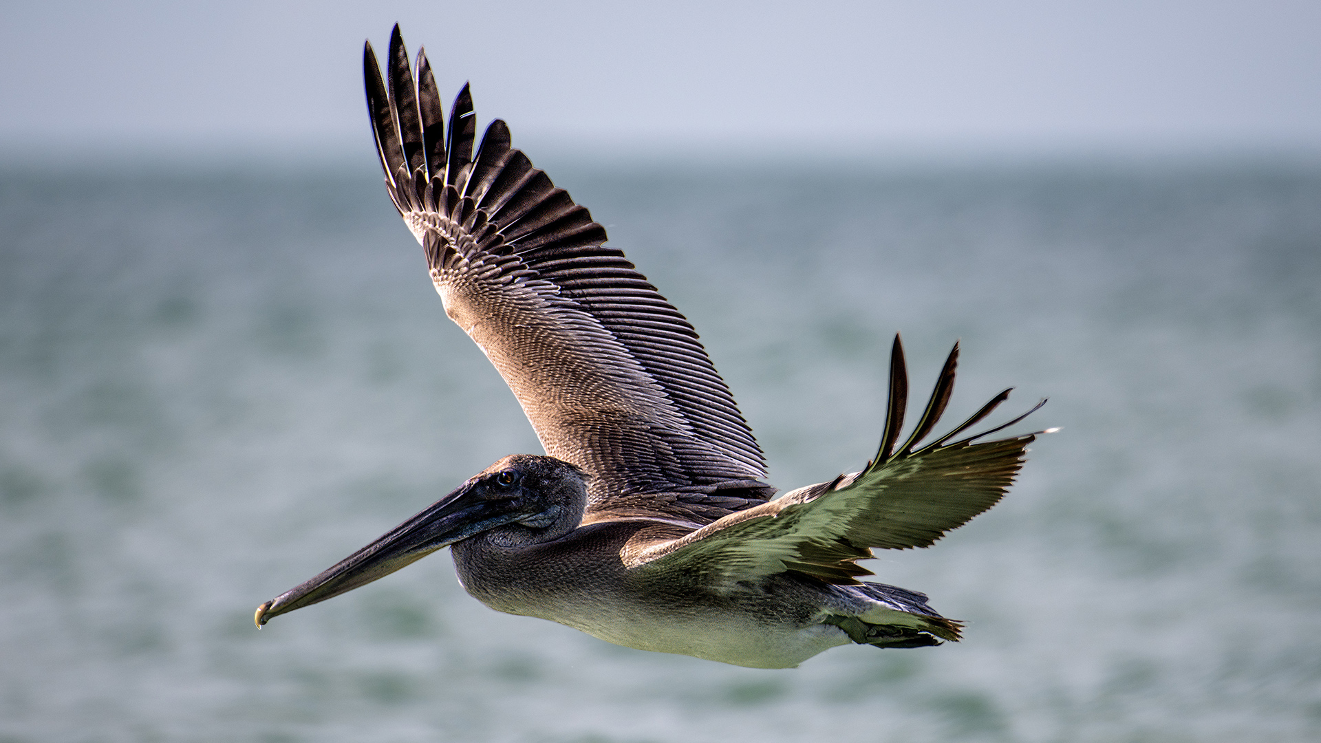 Brown Pelican