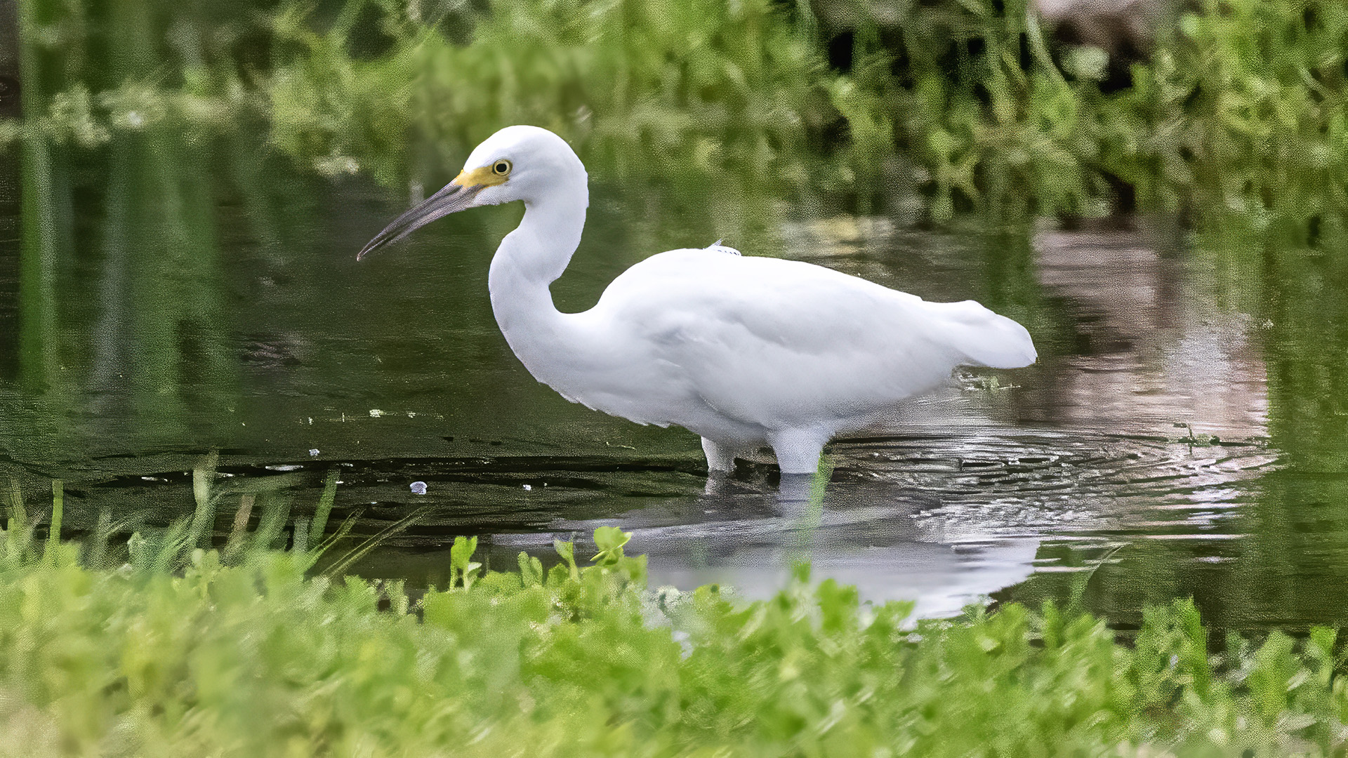 Snowy Egret