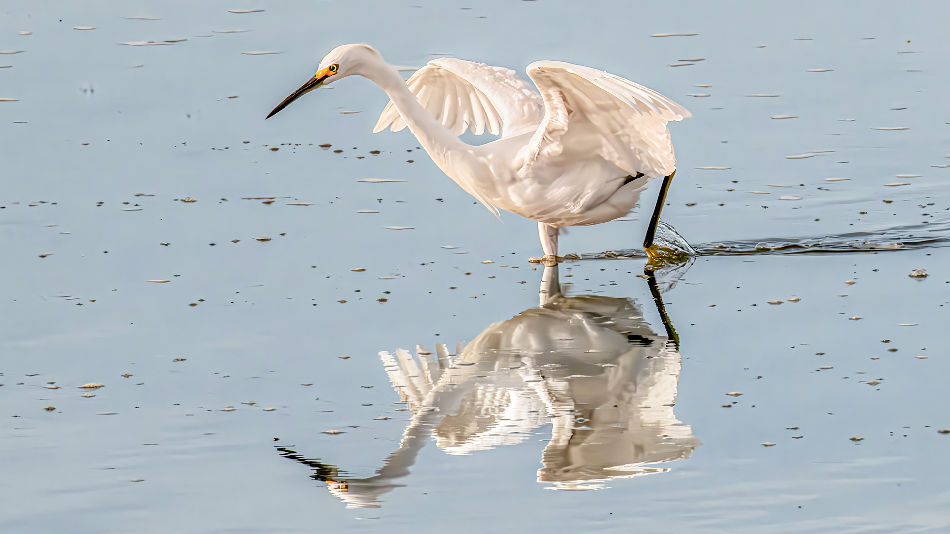 Snowy Egret