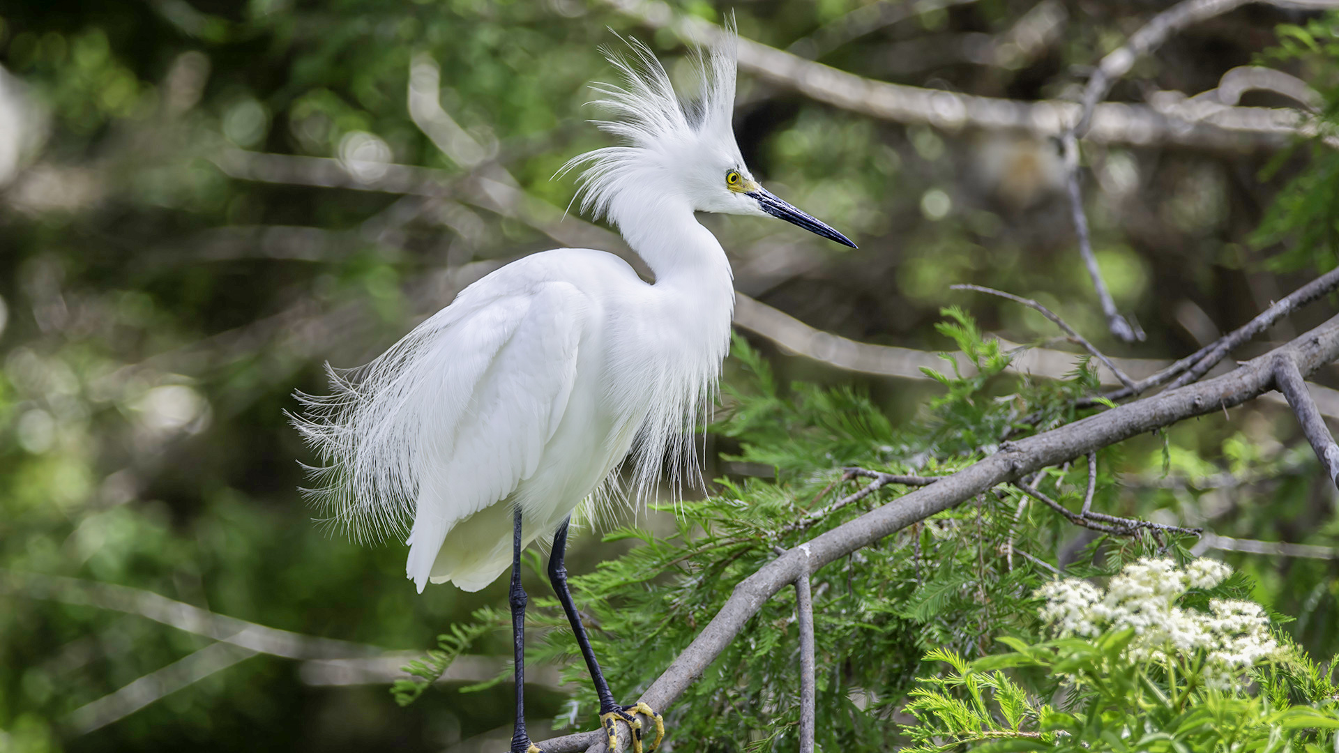 Snowy Egret