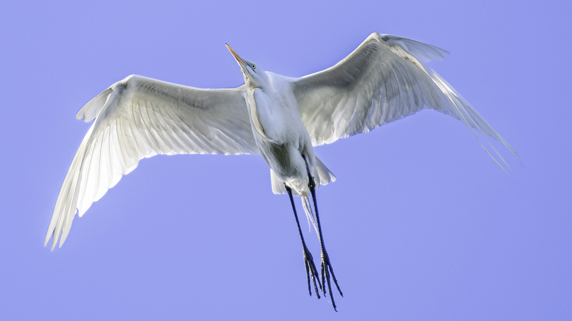 Great Egret