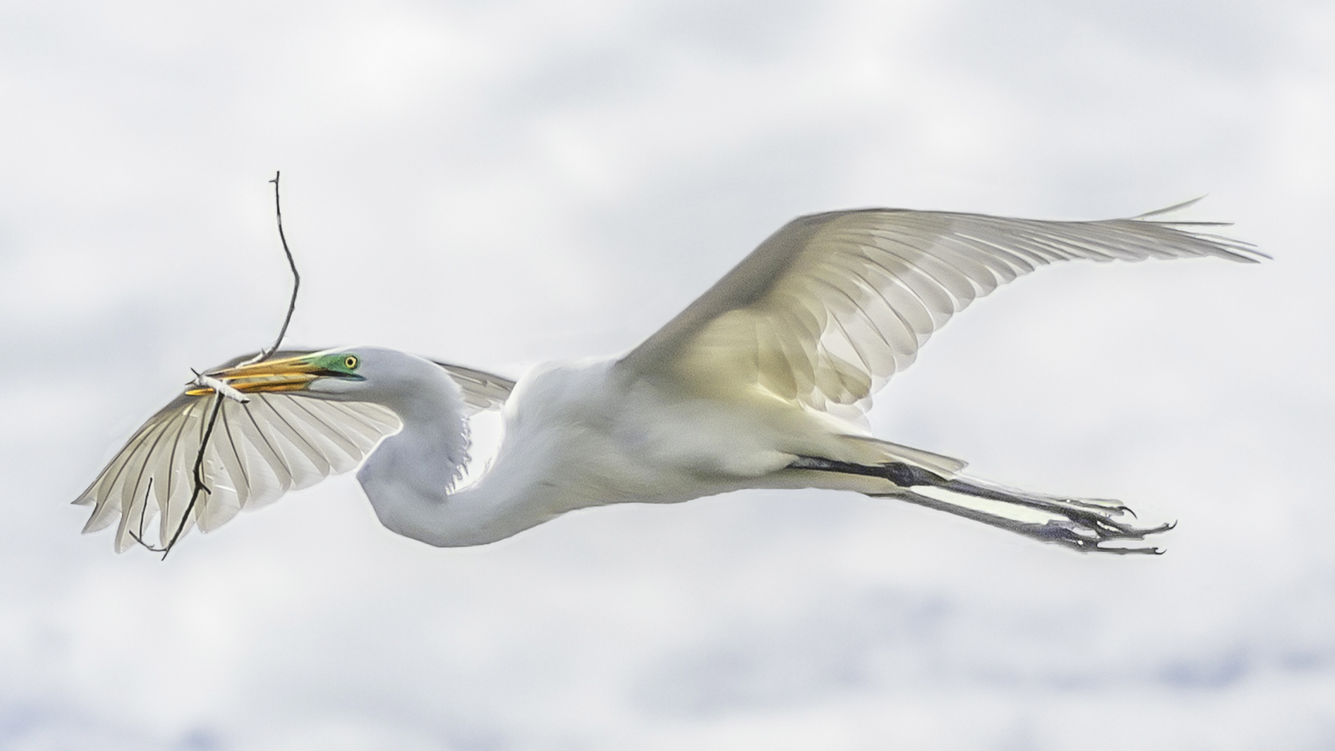 Great Egret