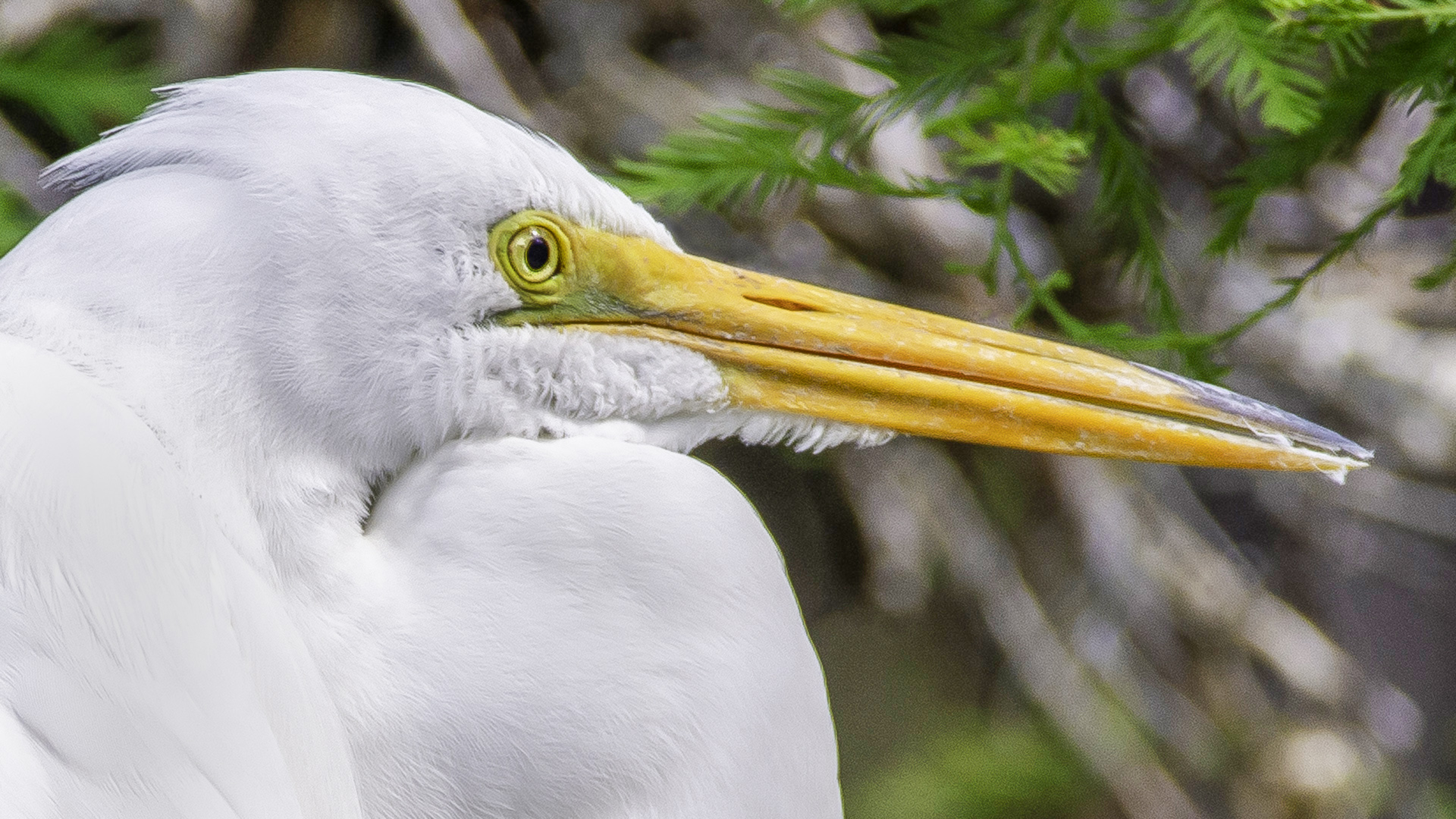 Great Egret